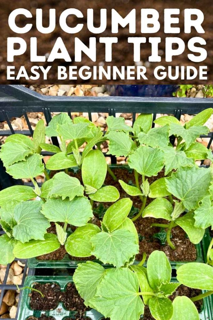 photo of young cucumber plants