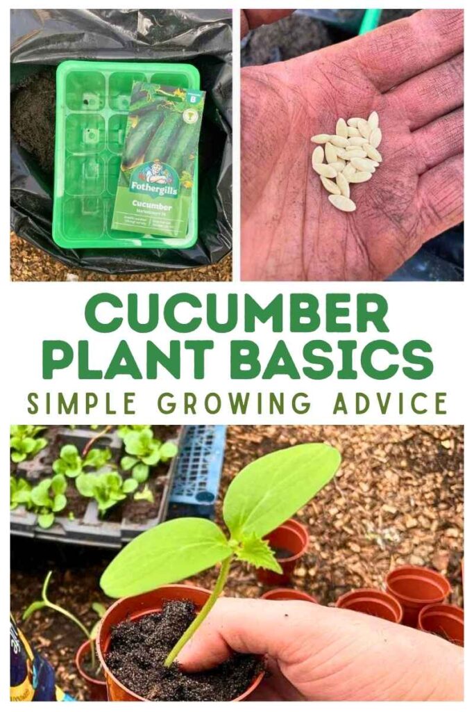 photos of cucumber seeds and seedlings