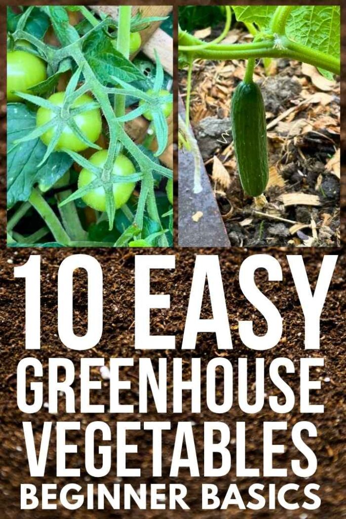 photos of tomatoes and cucumbers growing in a greenhouse
