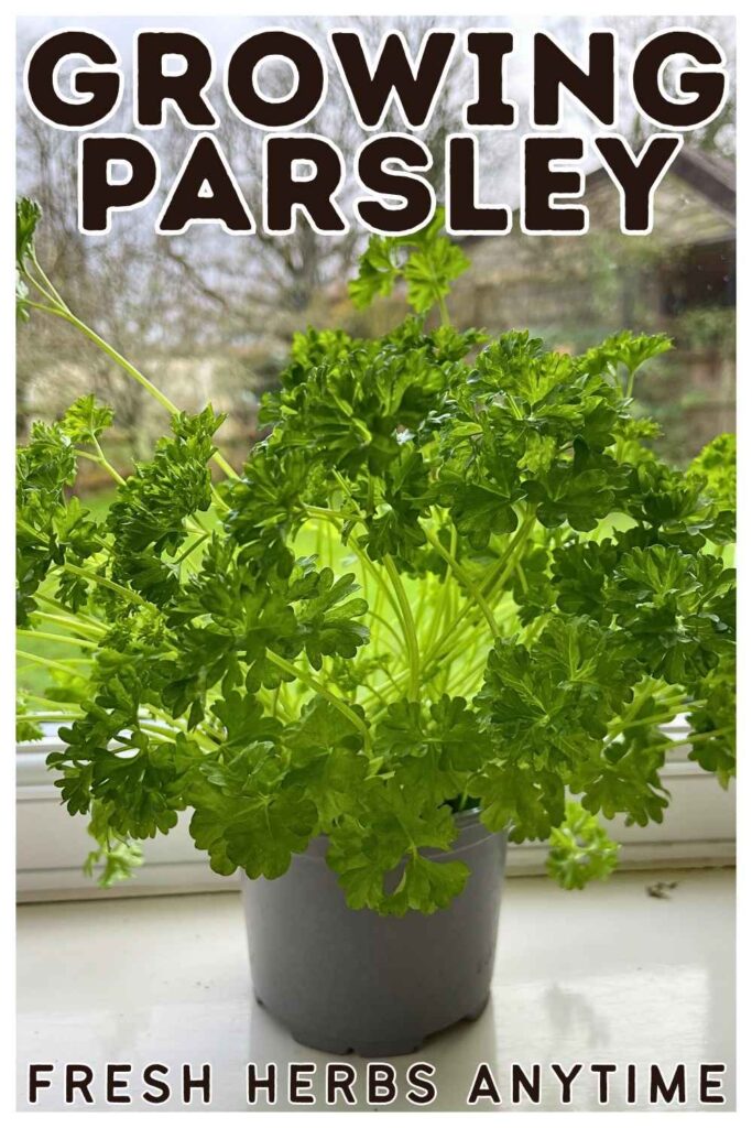photo of a pot of parsley on a windowsill