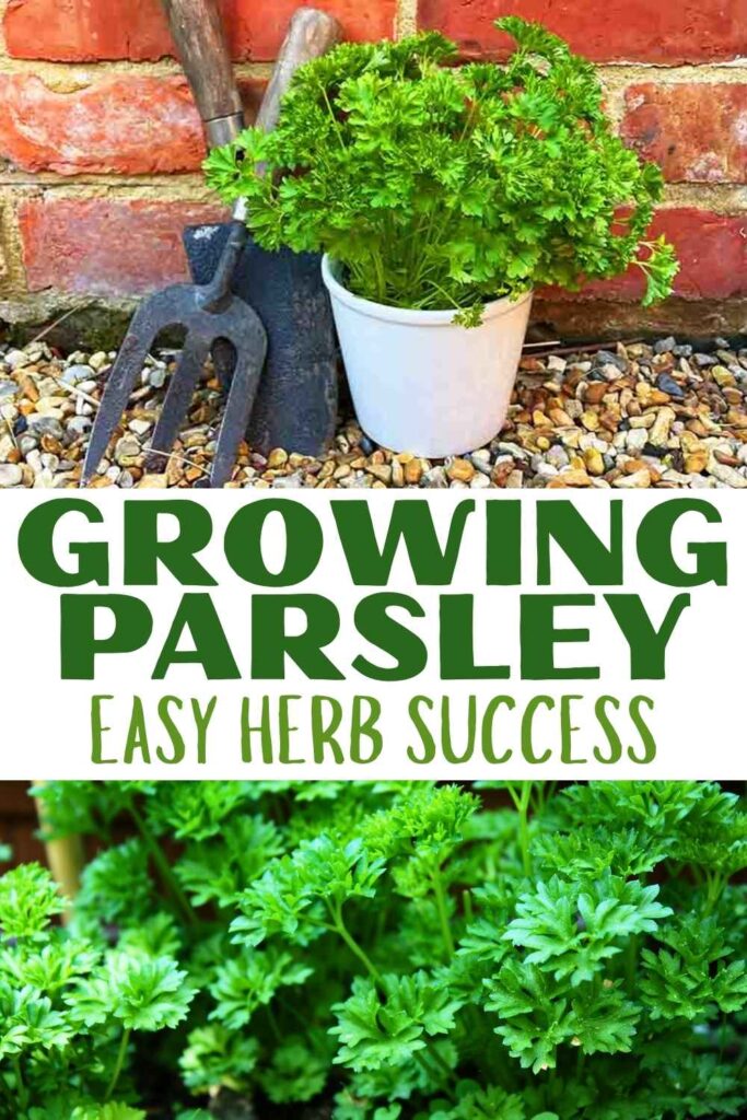 photo of a parsley plant in a pot above a photo of parsley leaves with text overlay that reads: Growing Parsley