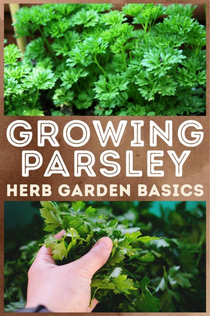 photos of growing parsley