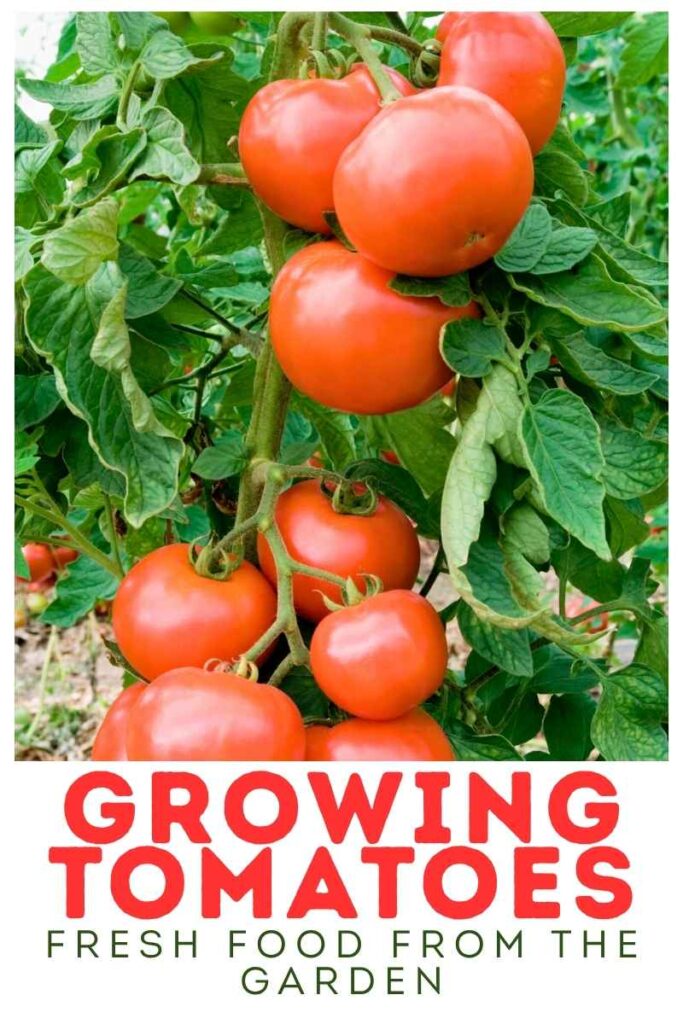 photos of tomatoes growing on the vine