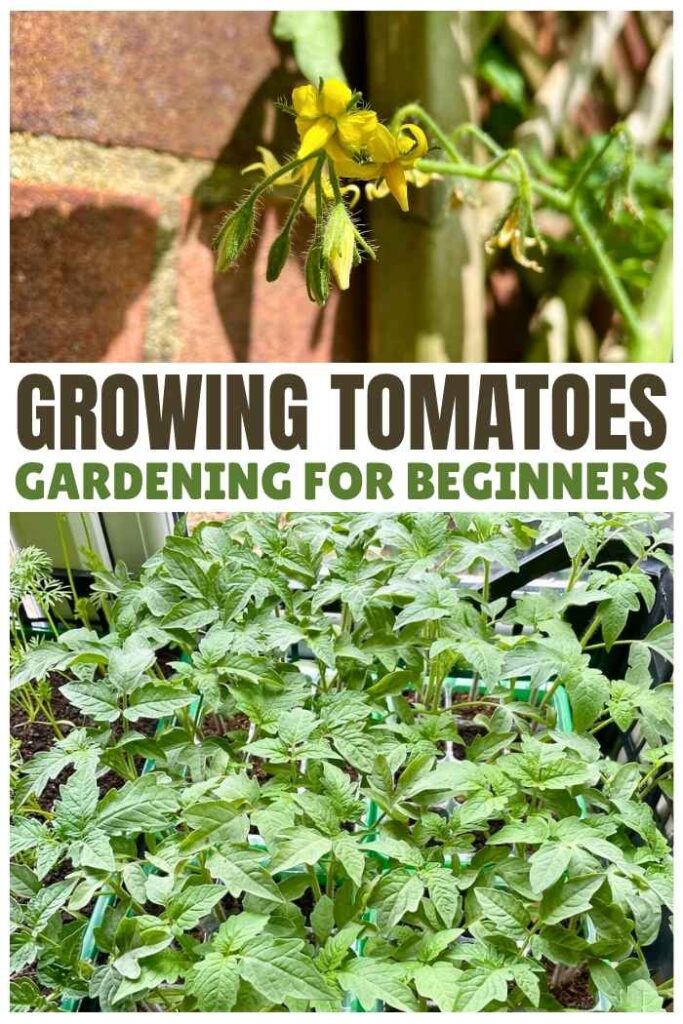 photos of young tomato plants