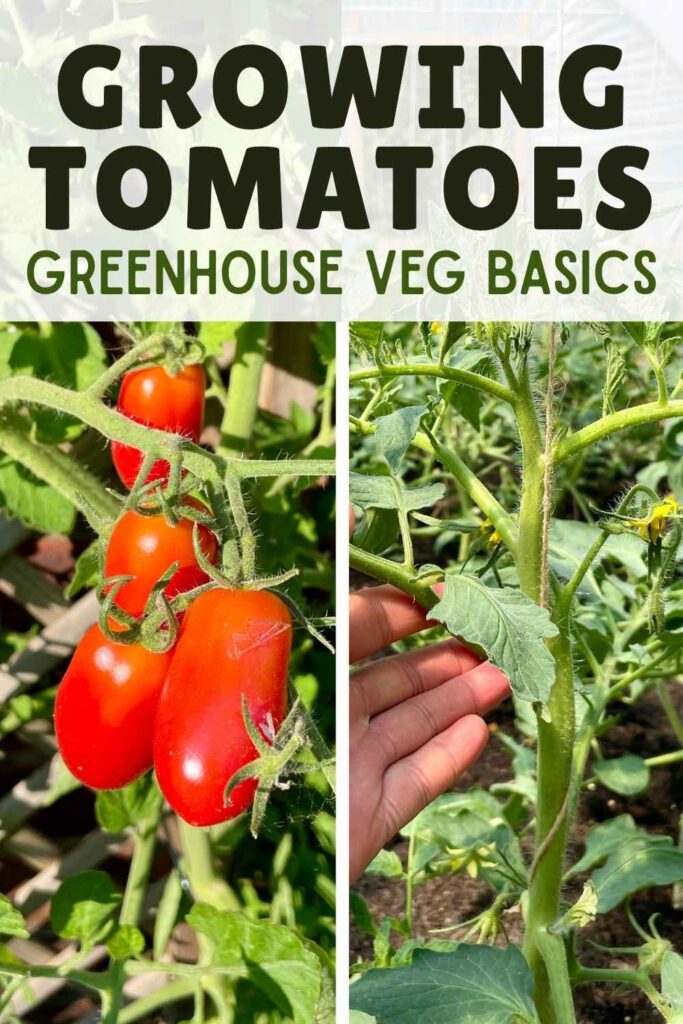 photos of tomato plants with tomatoes on the vine