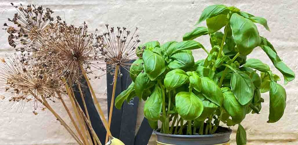 how to get started with basil