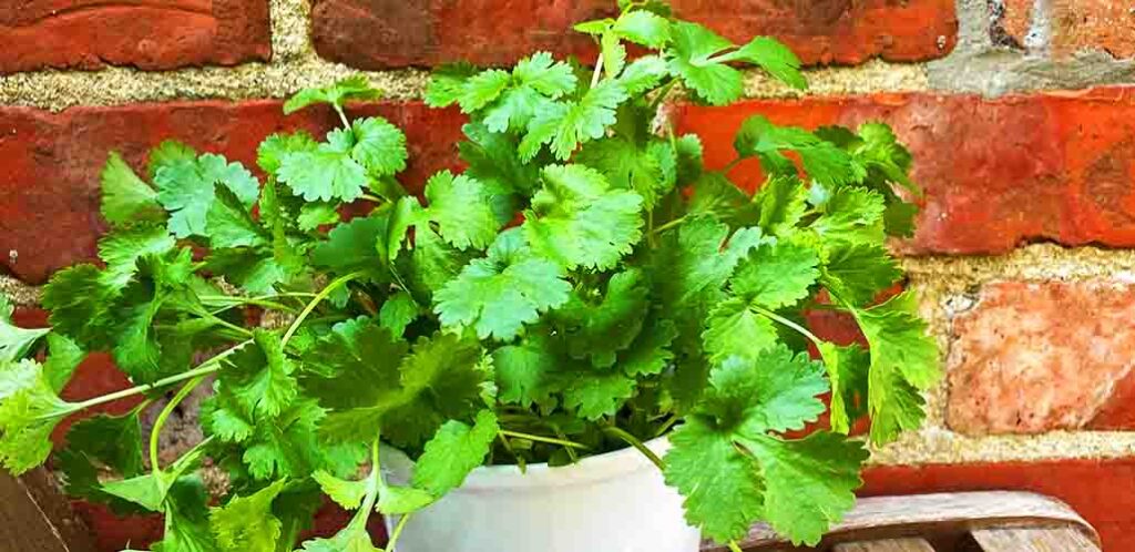 how to get started with cilantro