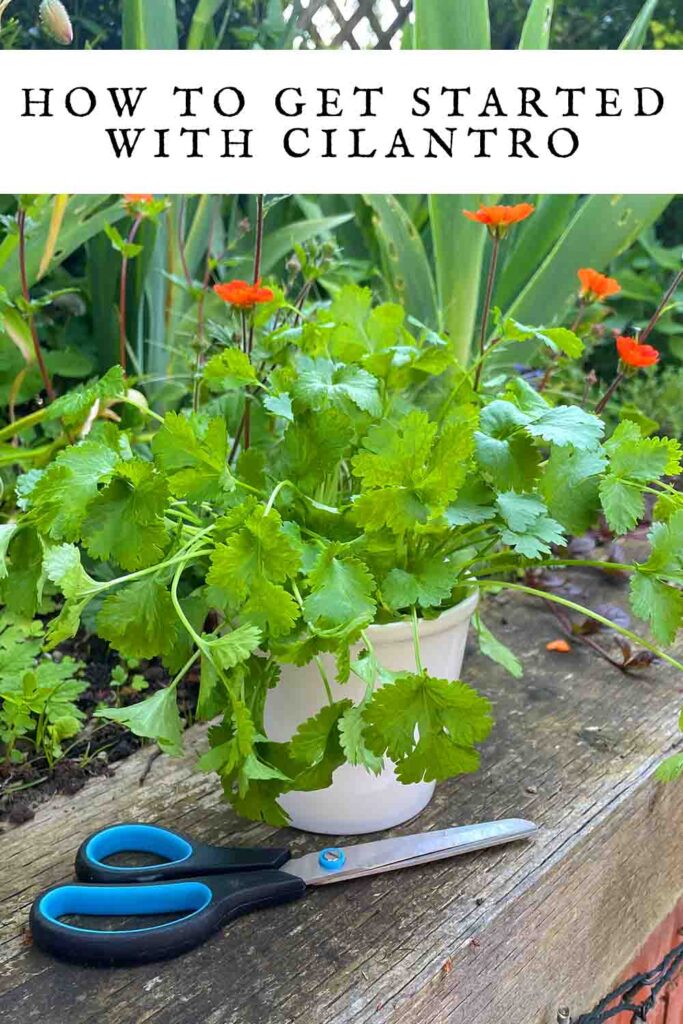 how to get started with cilantro