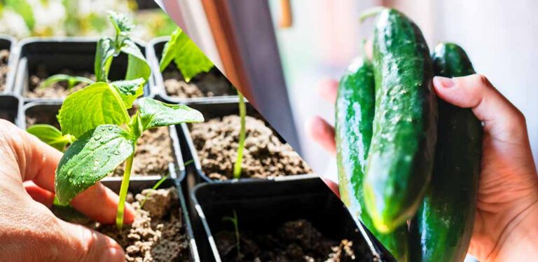 How To Get Started With Cucumbers