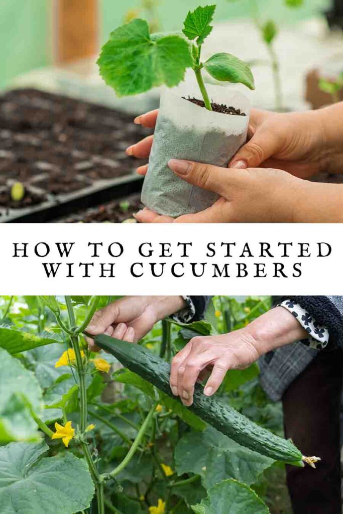how to get started with cucumbers