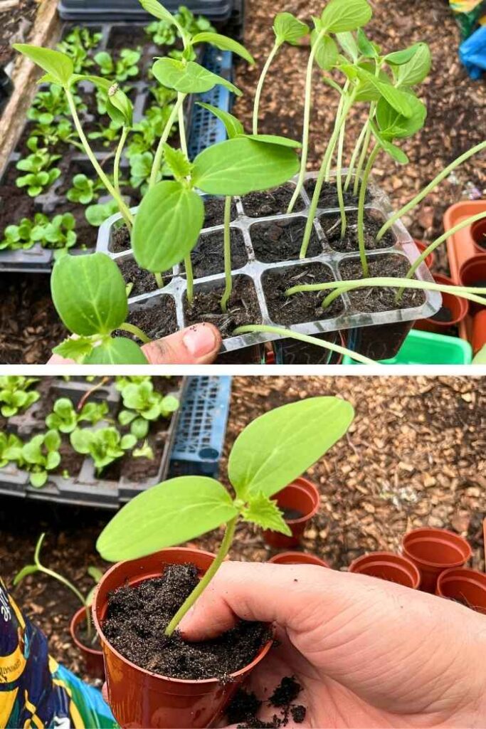 Photo of cucumber seedlings being transferred into pots.