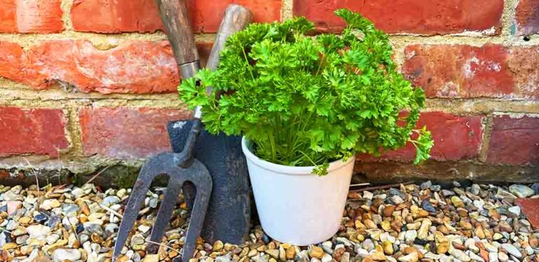 How To Get Started With Parsley