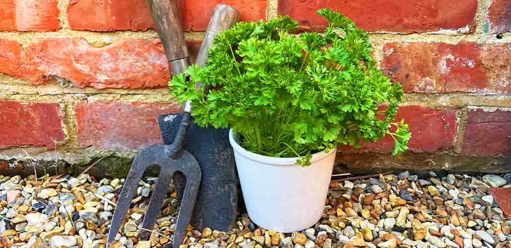 how to get started with parsley