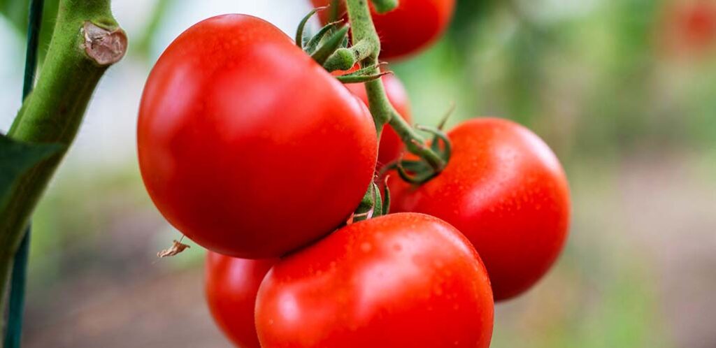 how to get started with tomatoes