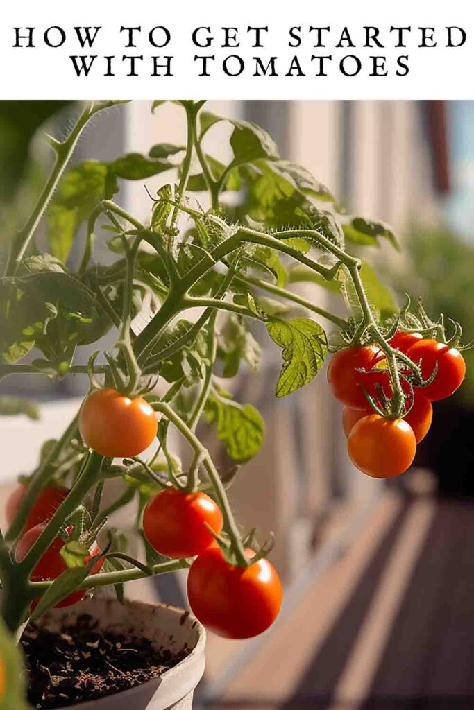 how to get started with tomatoes