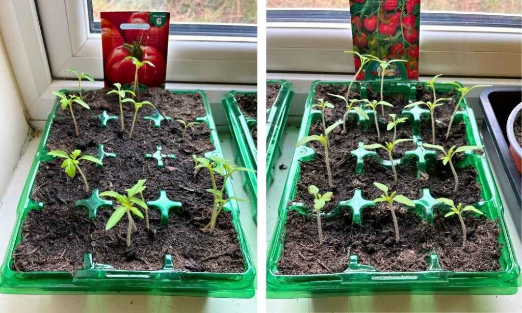 Tray of tomato plant seedlings