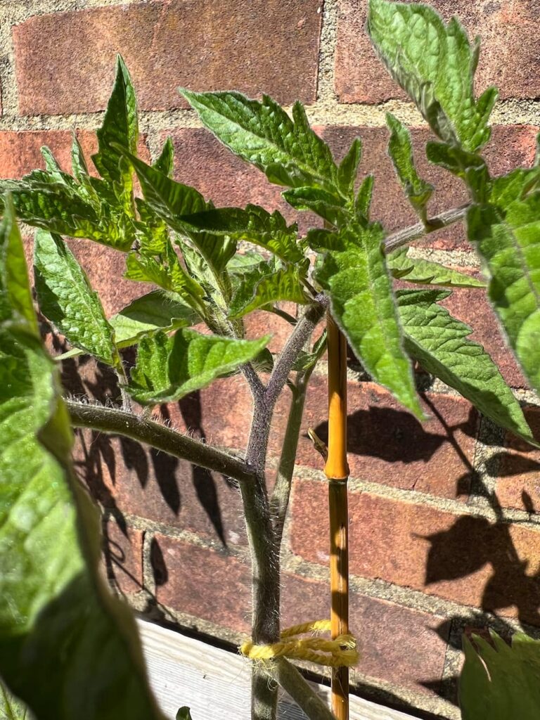photo of tomatoes growing up against a sunny wall