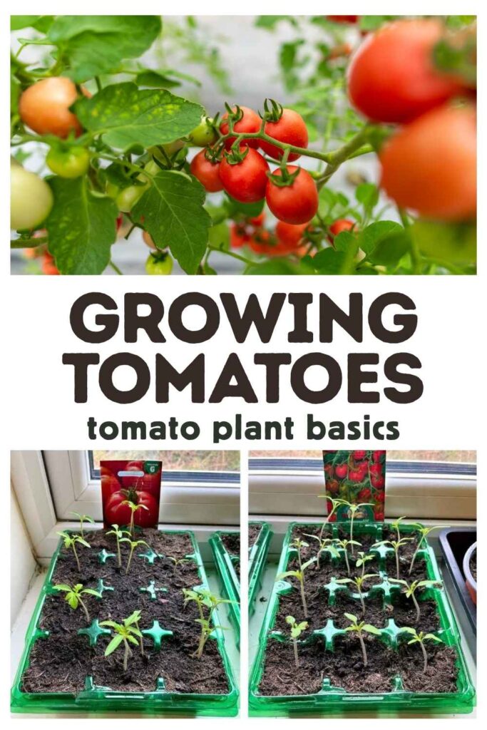 photos of a growing tomatoes
