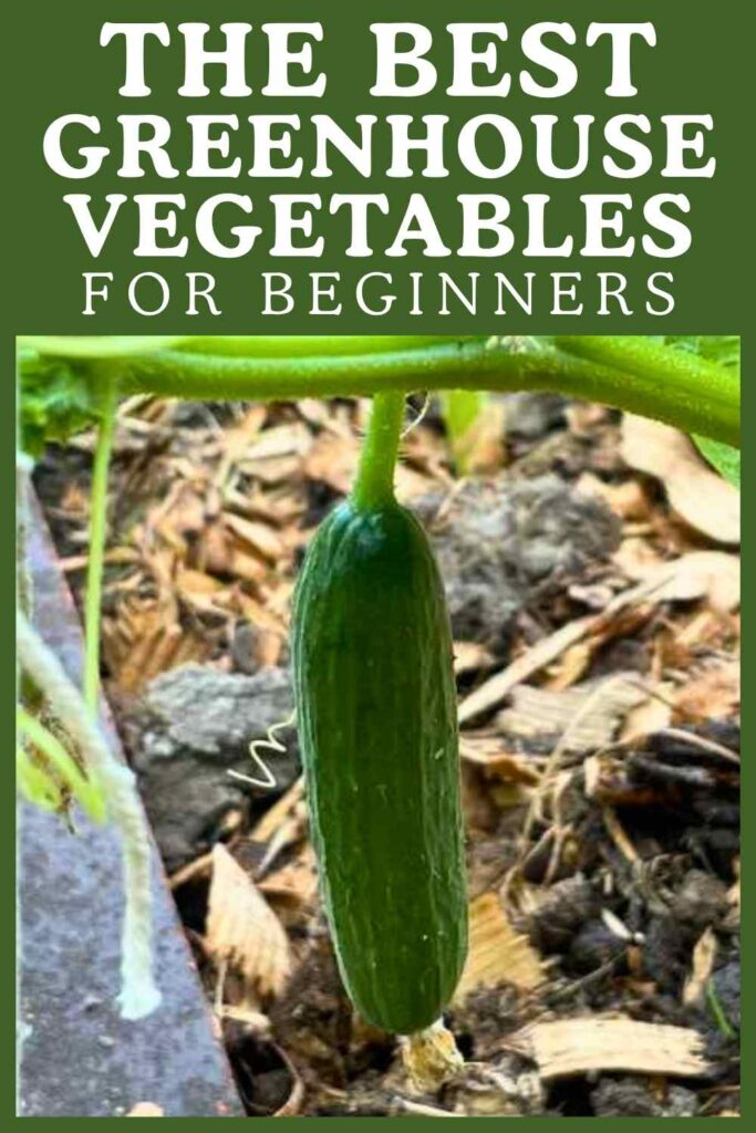 photo of a cucumber on the vine