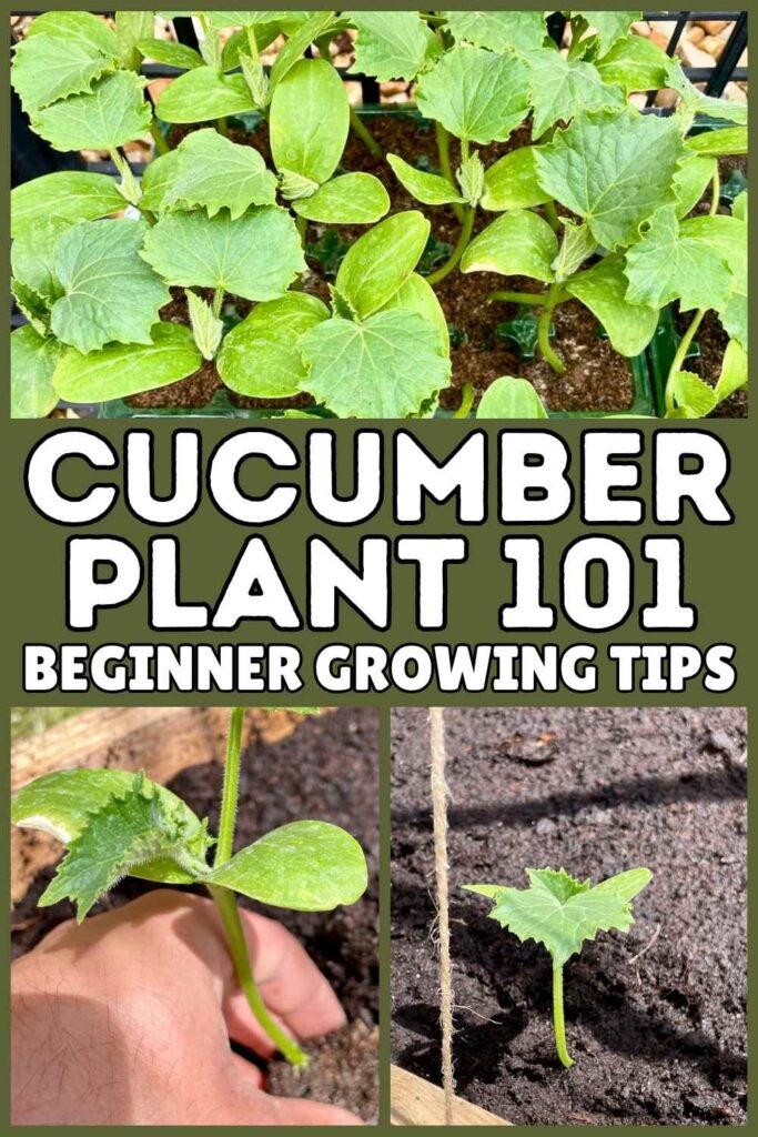 photos of cucumber plants