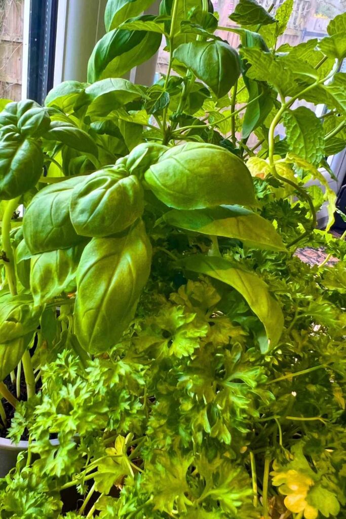 basil, mint, and parsley growing together on a windowsill