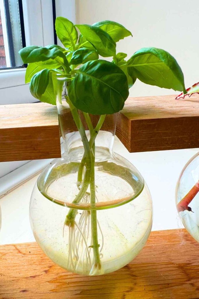 photo of basil cuttings in water
