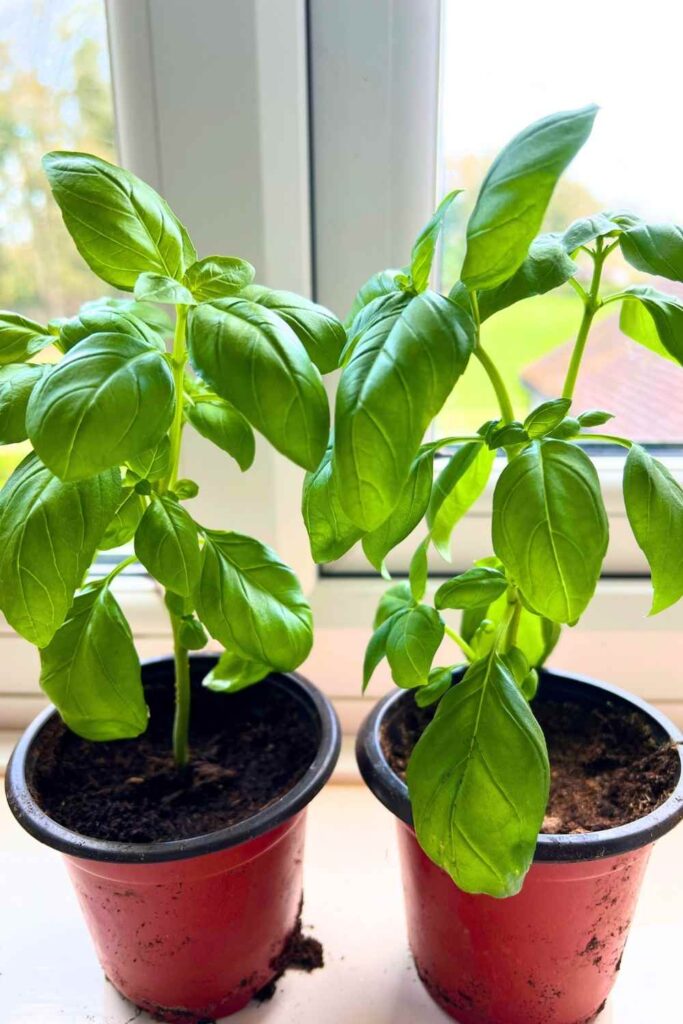 two basil plants on a windowsill
