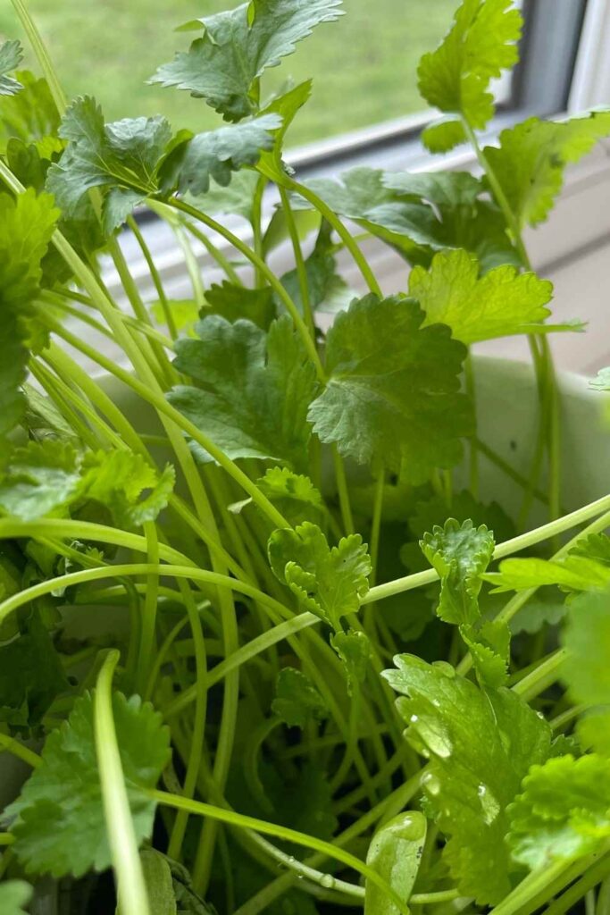 cilantro leaves