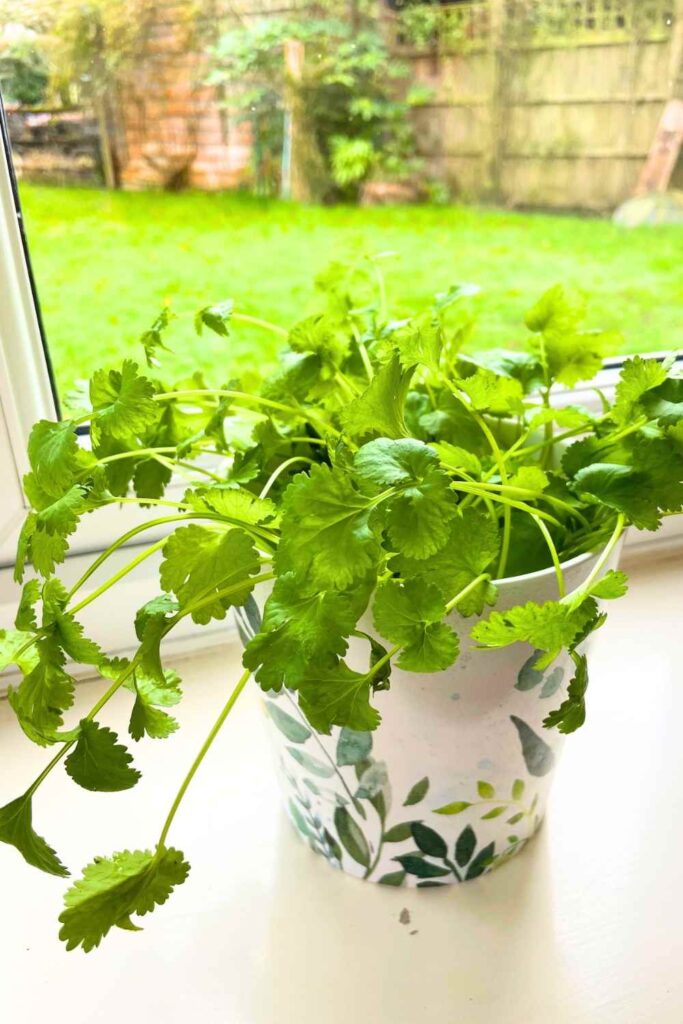 cilantro plant in a white pot on a white windowsill