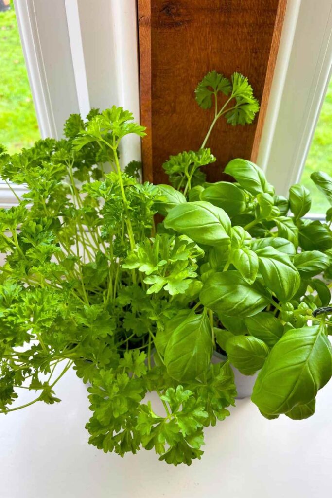 parsley and basil plants on a windowsill