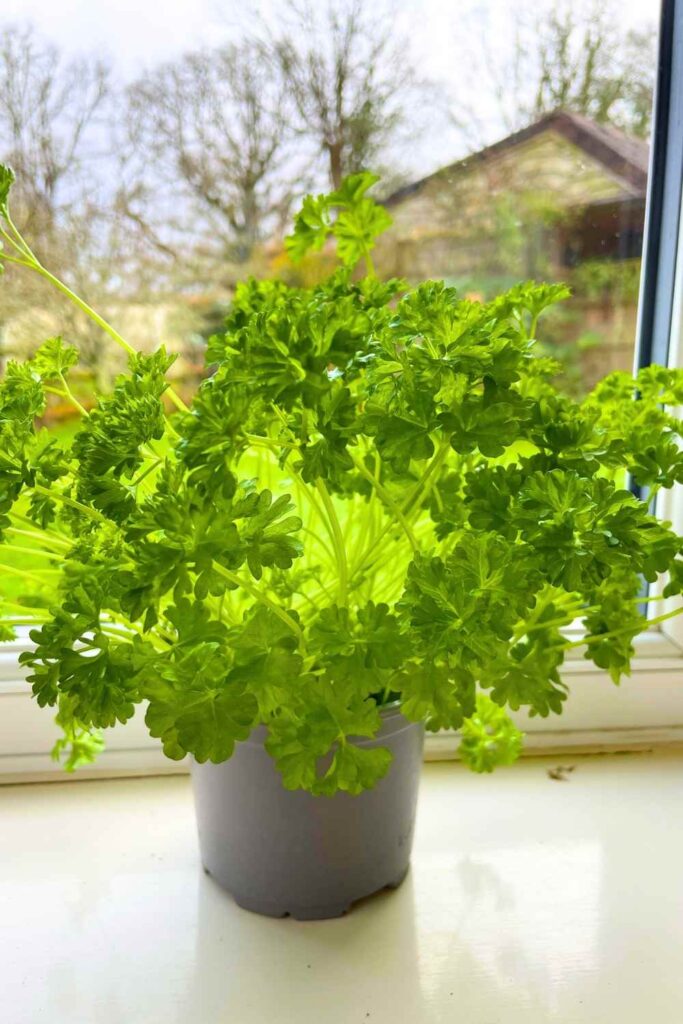 photo of a pot of parsley on a windowsill