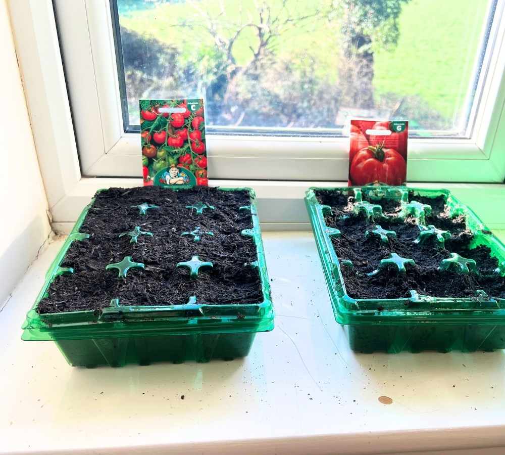 photo of two seed trays on a windowsill with tomato labels at the back
