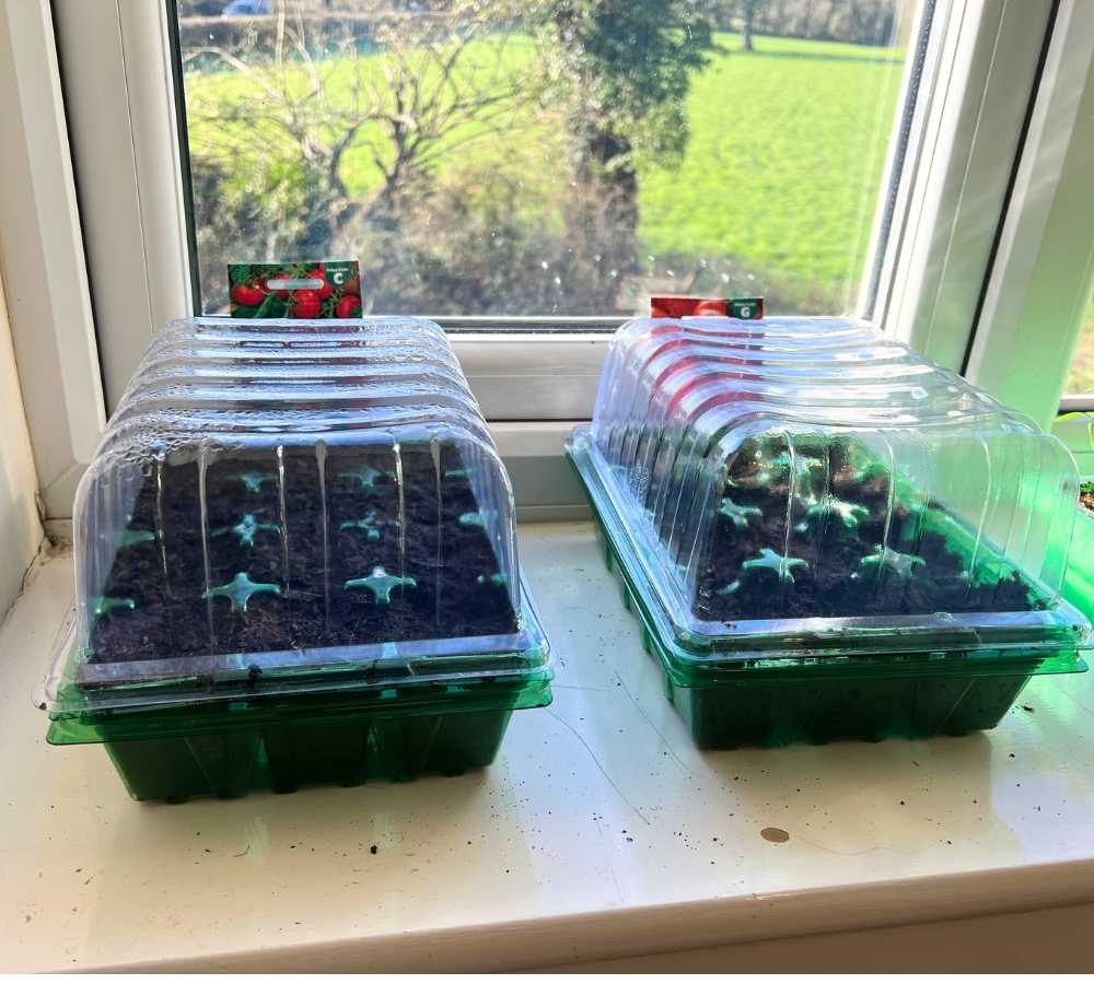 photo of two propagators on a windowsill