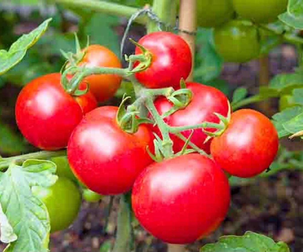 photos of red tomatoes on the vine