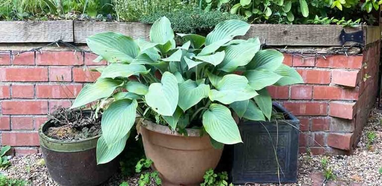 Growing Hostas In A Pot Or Container
