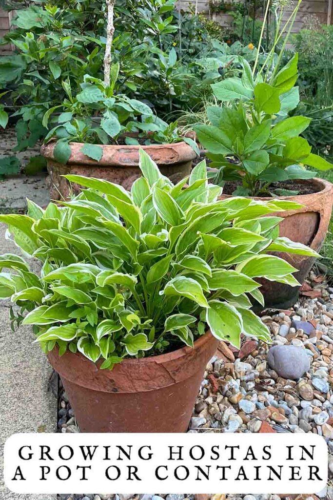 growing hostas in a pot