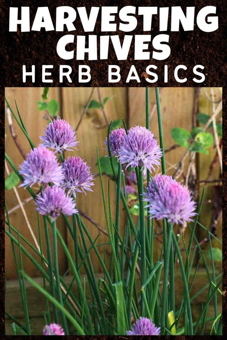 What Are Chives Used For? (And Why You Need Them)