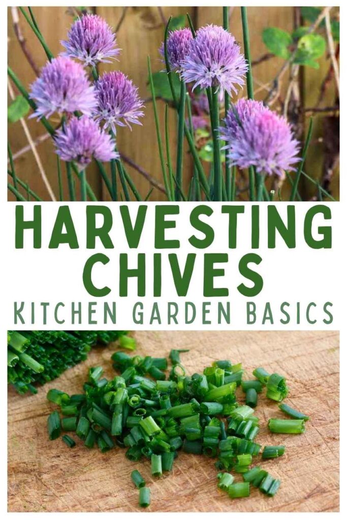 photo of chive flowers above a photo of chopped chives