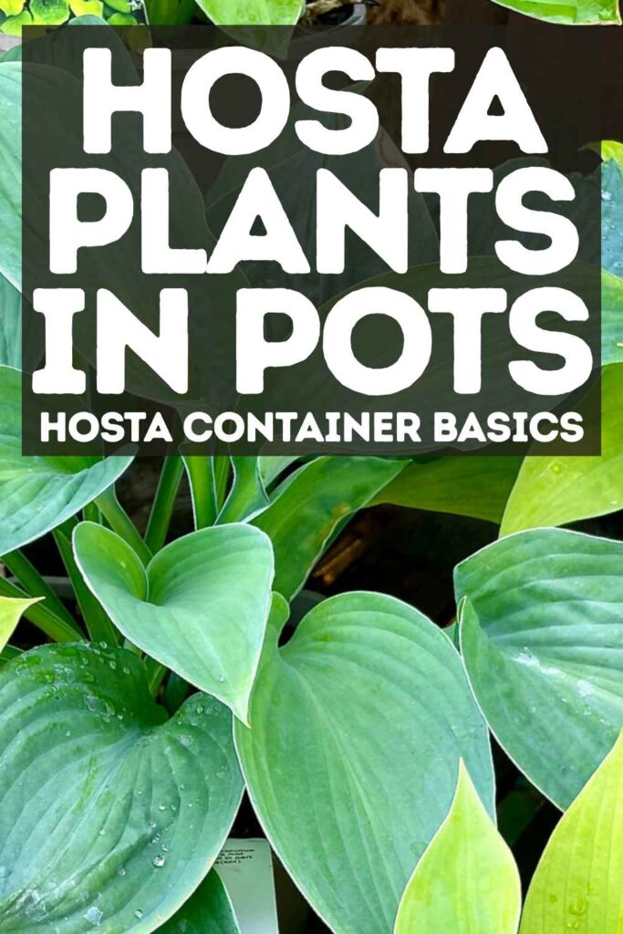 photo of hostas in a pot