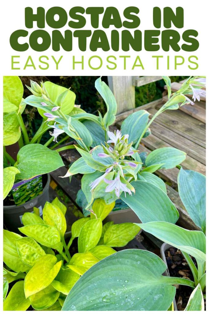 photo of hostas in pots