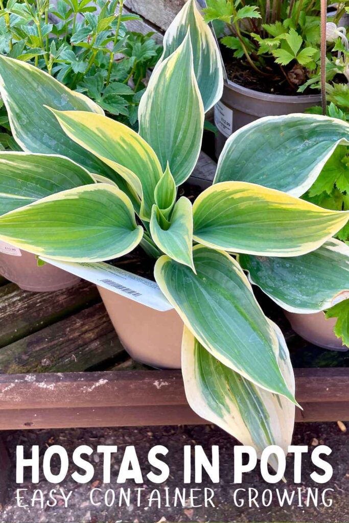 photo of hosta in a pot