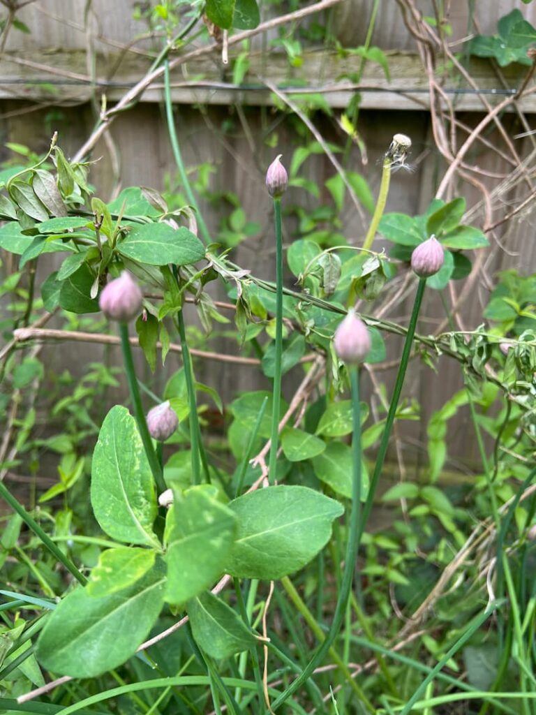 photo of chives