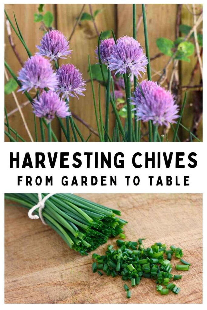 photo of chives flowering in the garden above a photo of chopped chives on a wooden board