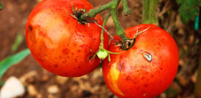 what causes mealy tomatoes