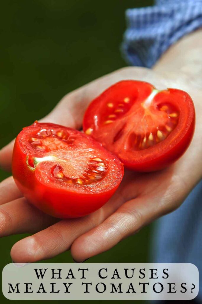what causes mealy tomatoes