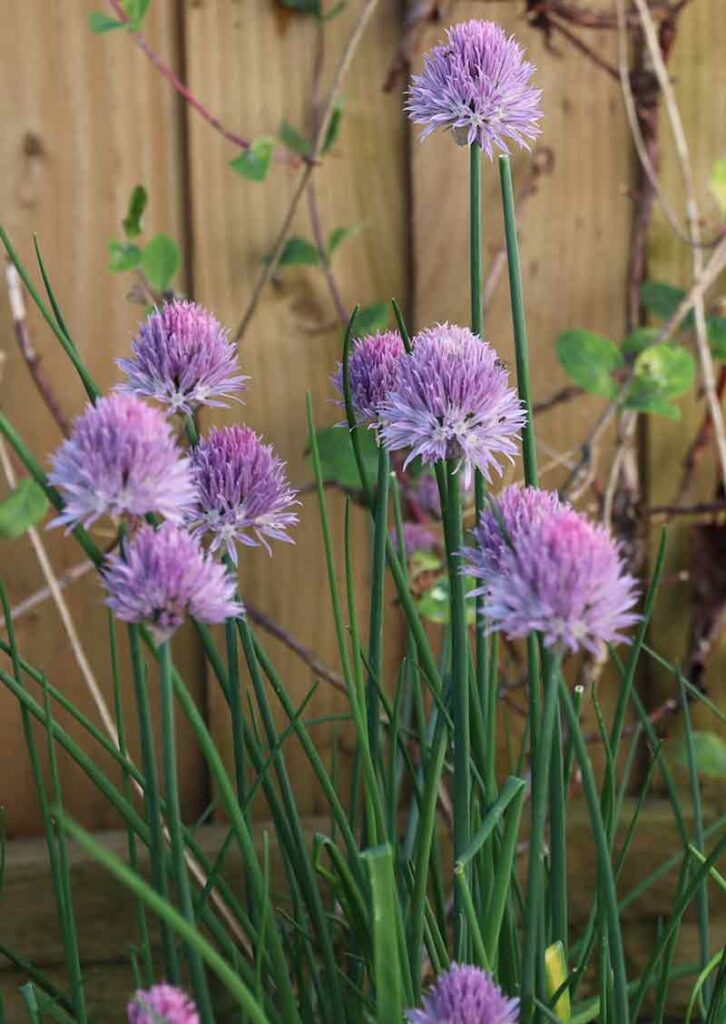 photograph of a clump of chives with purple flowers with a wooden fence and some honeysuckle in the background