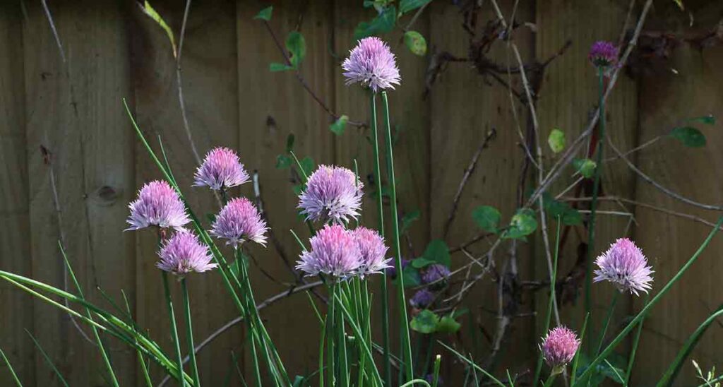 photograph of chinese chive flowers and leaves in sunlight and shade against a garden fence