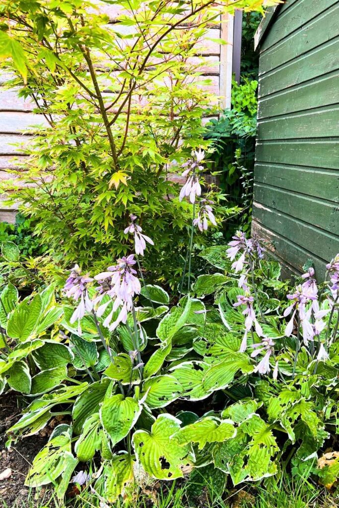 photo of hostas showing slug damaged leaves
