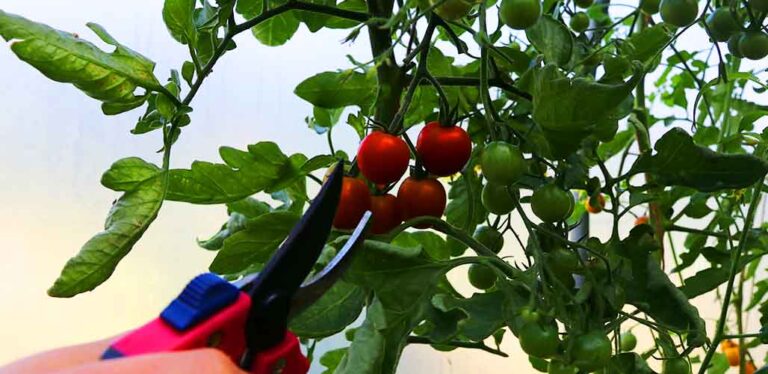 11 Tomato Pruning Mistakes And How To Avoid Them