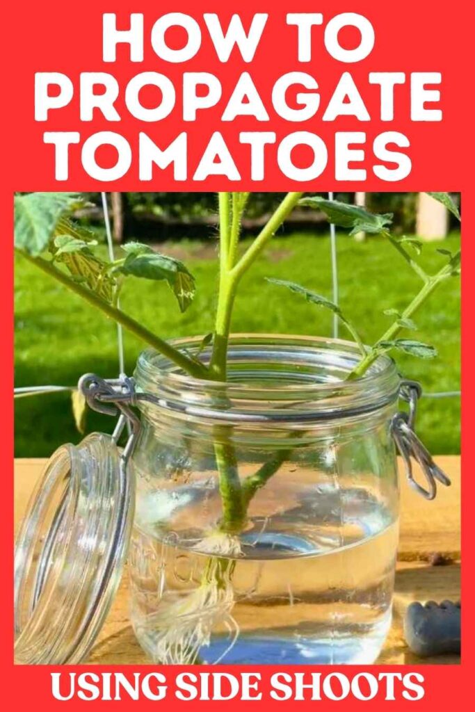 photo of tomato sideshoots rooting in water